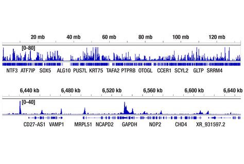 Acetyl Histone H3 Antibody Sampler Kit Cell Signaling Technology