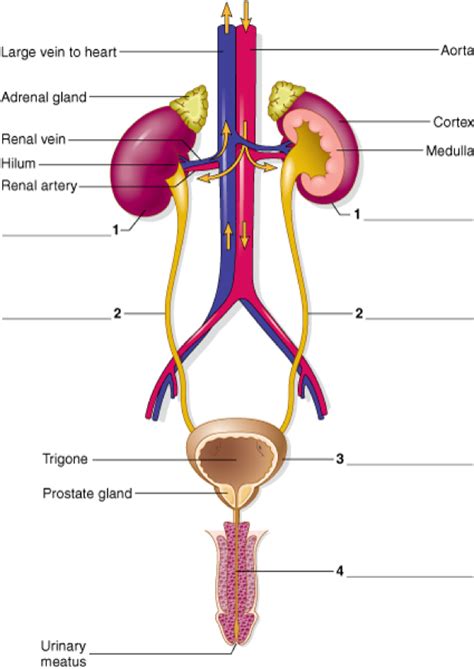 Male Repro Coronal Diagram Quizlet