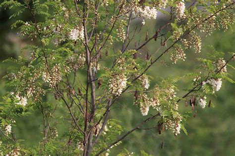 Black Locust Is a Common Tree in North America