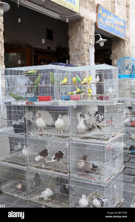 A View Of The Pet Market In Souq Waqif Qatar Where Hundreds Of