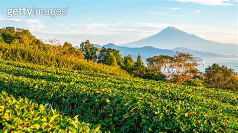 Green Tea Plantation With Backgound Of Fuji Mountain With Sun Light 이미지