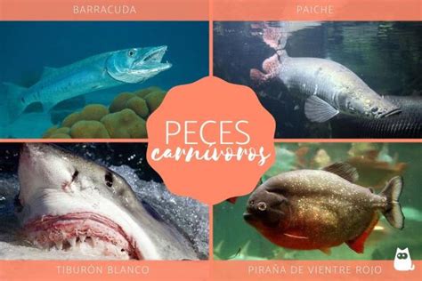 Peces CarnÍvoros Tipos Nombres Y Ejemplos