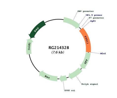 Pregnancy Specific Beta Glycoprotein Psg Nm Human