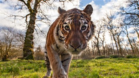 Pictures Longleat Safari Park Celebrates 50 Years Cbbc Newsround