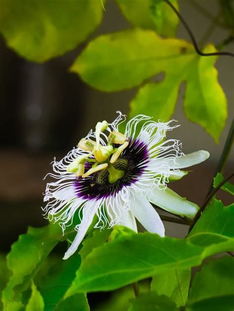 How To Grow & Care For Passion Flower (Krishna Kamal) - Agriculture Review