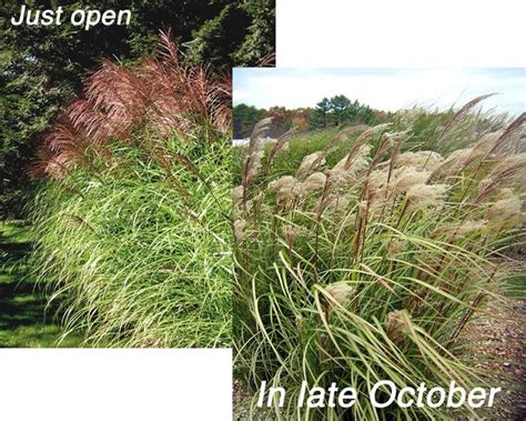 An Ornamental Grass Called Autumn Light Will Thrive In New England Weather Ornamental