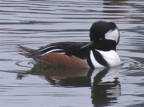 Toronto Wildlife - More Hooded Merganser Ducks