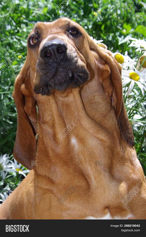 How Strong Is A Bloodhounds Nose