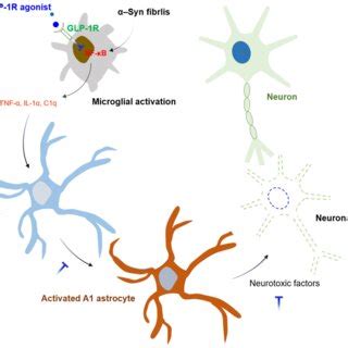 Microglial Phenotypes In The Brain In Response To Stimuli Microglia