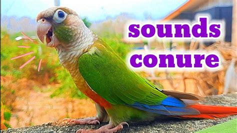 Sounds Conure Sounds Of Green Cheek Conure Parrot Bird 1 Hour