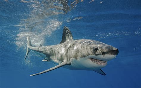 SHARK WEEK: U.S. leads world in unprovoked shark attacks | WorkBoat ...