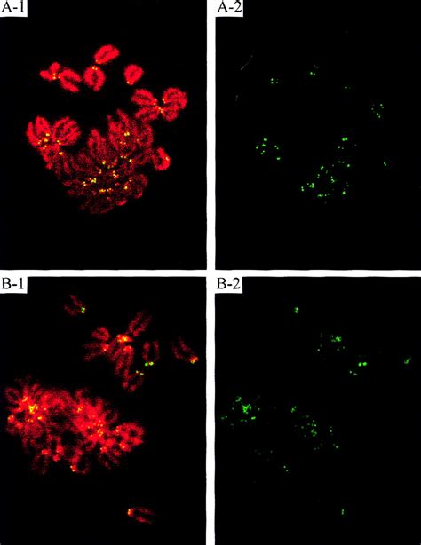 Uterine Dysfunction And Genetic Modifiers In Centromere Protein B