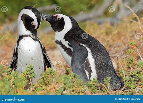 African penguins stock image. Image of pair, nature, natural - 43552733