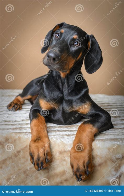 Cute Doberman Pinscher Puppy Lying On Blanket Stock Image Image Of