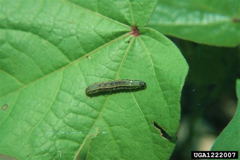 Beet Armyworm Spodoptera Exigua