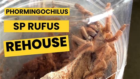 Phormingochilus Sp Rufus Rehouse Peach Earth Tiger Tarantula YouTube