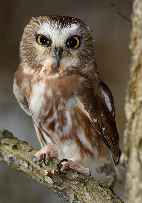 Female Northern Saw Whet Owl Perched On A Tree Branch In A Fores