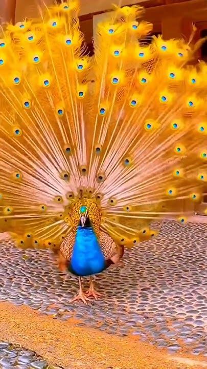 🥰so Beautiful Peacock 🥰😍🦚 Trending Youtubeshorts Youtube