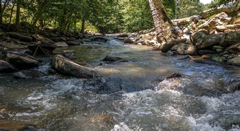 Farm Raised Rainbow Trout Fish Hatchery In West Virginia