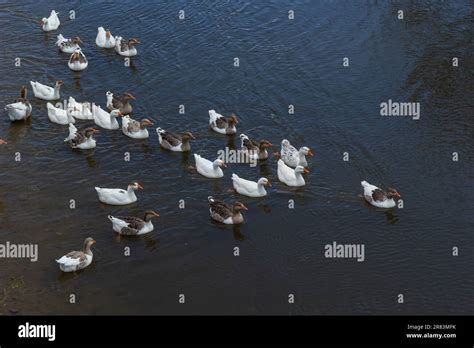 Gansos domésticos nadan en el agua Una bandada de gansos blancos