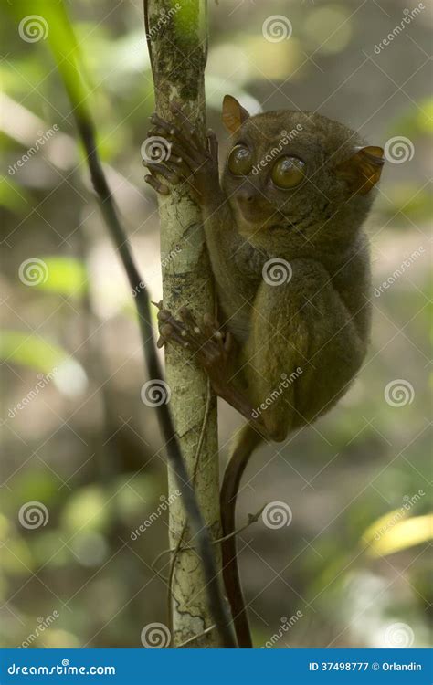 Philippine tarsier stock image. Image of eyes, philippine - 37498777