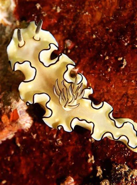 Sea Slug Ecology And ID - Book Your Course Online Now