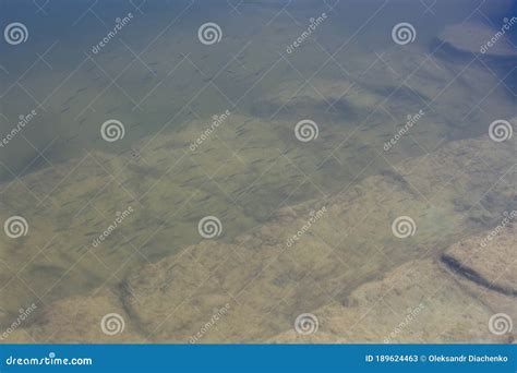 clear water   lake   bunch  fish stock image image  fresh
