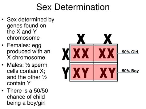 Ppt Sex Linked Inheritance Powerpoint Presentation Free Download Id682838