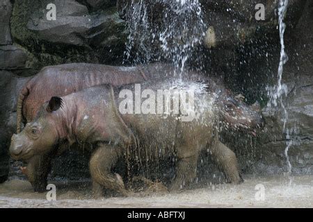 sumatran rhino cincinnati zoo baby suci emi Stock Photo - Alamy