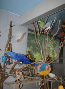 Parrot indoor aviary - Indoor finch aviary | toys Food Water