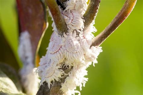 How To Get Rid Of Mealybugs 8 Proven Methods LoveToKnow