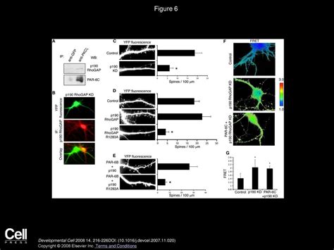 The Par Polarity Protein Regulates Dendritic Spine Morphogenesis