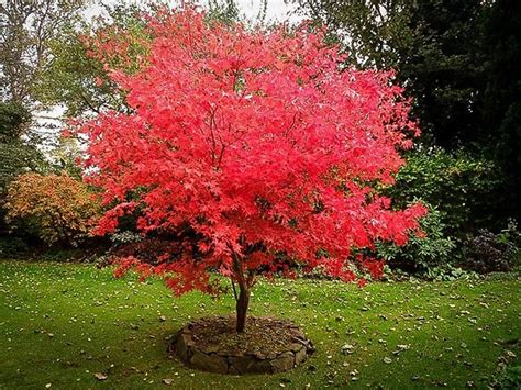 Osakazuki Japanese Maple For Sale Online | The Tree Center