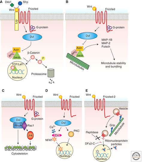 Wnt Signaling In Neuromuscular Junction Development