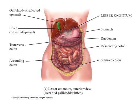 Principles Of Anatomy And Physiology Ppt Video Online Download