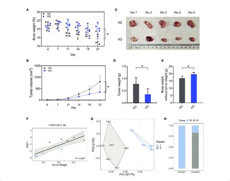 Fgf Induces Crc Tumor Growth In Vivo A B Total Body Weight A