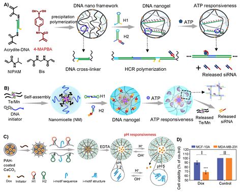 Polymeric DNA Hydrogels and Their Applications in Drug Delivery for