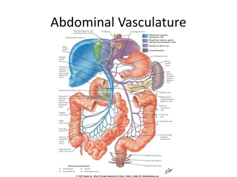 Abdominal Vasculature Anatomy Anatomical Charts And Posters