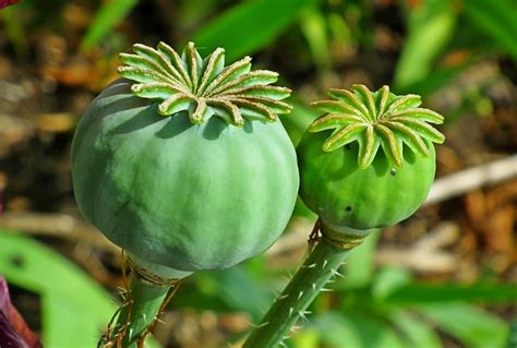 Poppies Seed Pods Garden Free Photo On Pixabay Pixabay