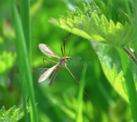 Tipula Paludosa Stock Image Image Of Nettle Tipula