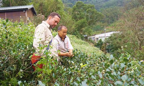 Tie Guan Yin Oolong Tea | Eco-Cha Tea Club - Eco-Cha Teas 