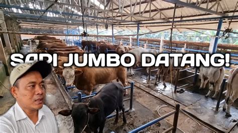 Review Sapi Jumbo Langsung Dari Petani Sumber Ternak Farm Youtube