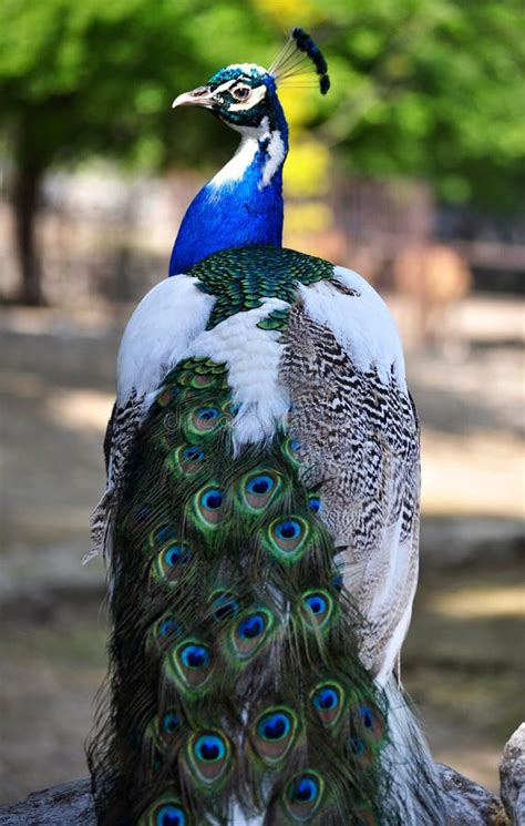 Indian Peafowl Hybrid Of Blue And White Pavo Cristatus Stock Image