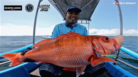 Jigging For Grouper And Snapper Biggest Ruby Snapper ‼️jigging