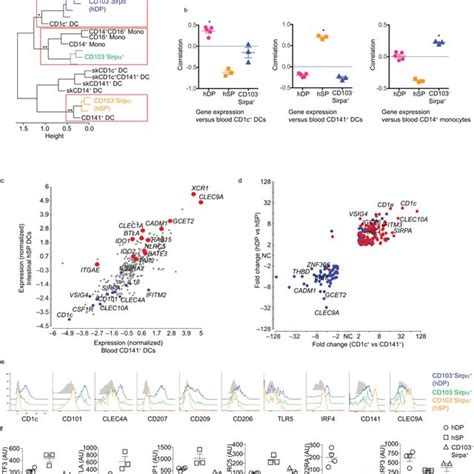 Human Small Intestine Lamina Propria Dc Subsets Can Be Distinguished