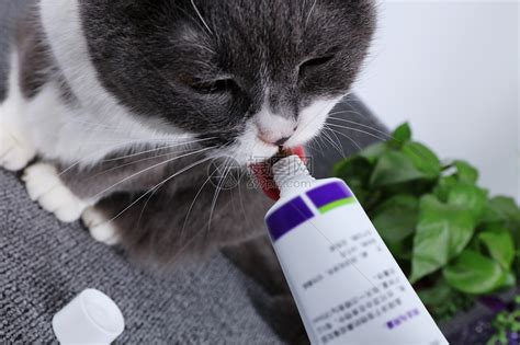 猫咪化毛膏高清图片下载 正版图片501645026 摄图网