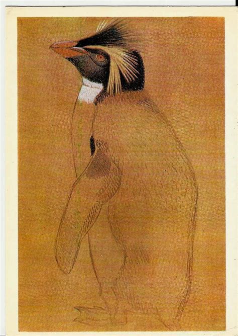 Penguin Illustration Animal Vintage Russian Postcard Drawing Art