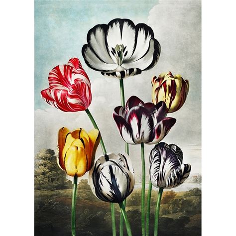 Wall Art Print And Canvas Thornton Tulips From Temple Of Flora