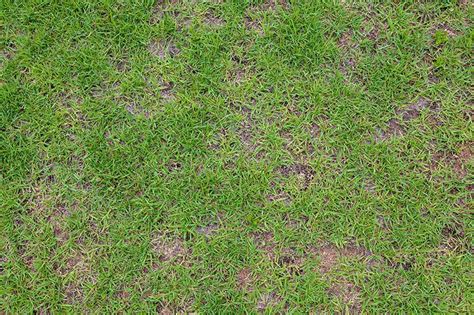 3 Simple Steps To A Thicker Lusher Lawn