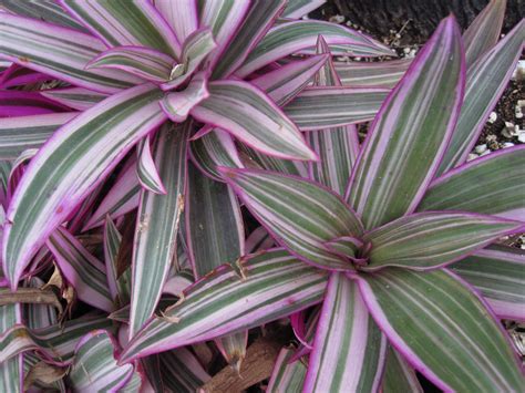 Tradescantia - Purple and Green Indoor Plant